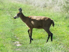 Blastocerus dichotomus