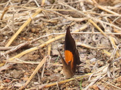 Marpesia furcula