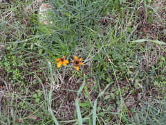 Thelesperma filifolium