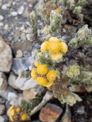 Monticalia guicanensis