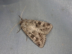 Sidemia bremeri