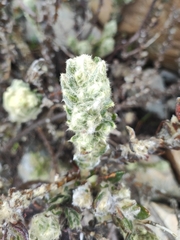 Monticalia guicanensis