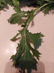 Brassica oleracea