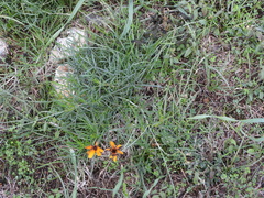Thelesperma filifolium