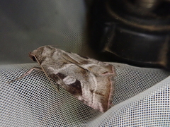 Eucarta virgo