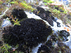 Lichinaceae