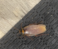 Periplaneta australasiae