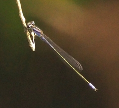 Enallagma cardenium