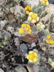 Monticalia guicanensis