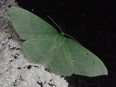 Geometra papilionaria