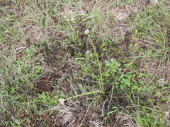 Zephyranthes chlorosolen