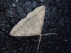 Zanclognatha subgriselda