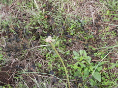 Zephyranthes chlorosolen