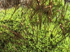 Tortula muralis muralis