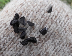 Zephyranthes chlorosolen