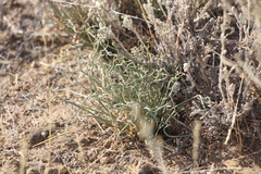 Ephedra distachya