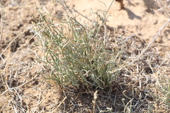 Ephedra distachya