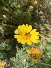 Austroscaeva melanostoma