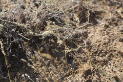 Poa bulbosa vivipara