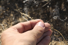 Poa bulbosa vivipara