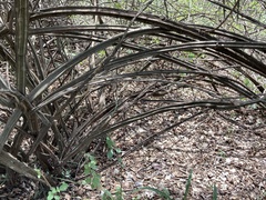 Grewia flavescens