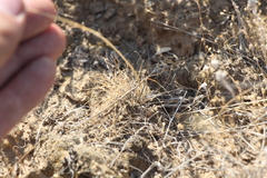 Poa bulbosa vivipara