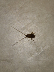 Periplaneta fuliginosa