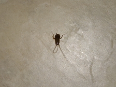 Periplaneta fuliginosa