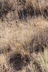 Agropyron desertorum