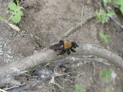 Laphria macquarti