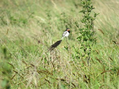 Alectrurus risora
