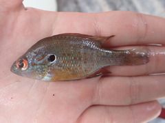 Lepomis humilis