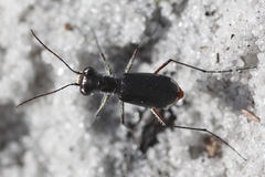 Cicindela scabrosa