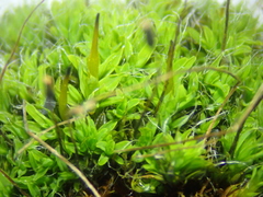 Tortula muralis muralis