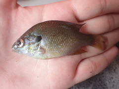 Lepomis aquilensis