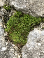 Tortula muralis muralis