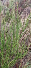 Cytisus