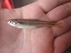 Notropis texanus