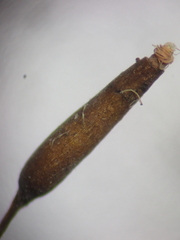 Tortula muralis muralis