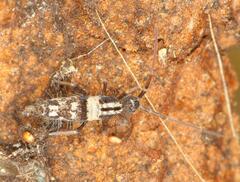 Entomobryoidea