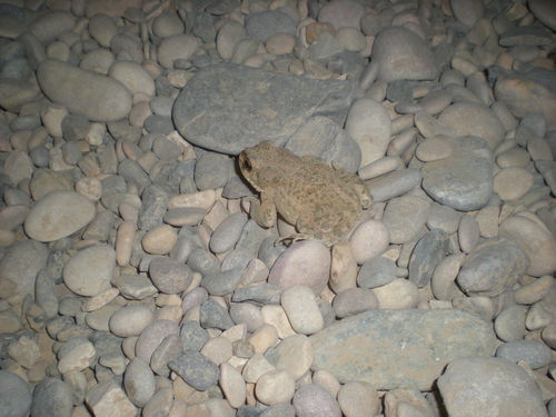 Turan Toad
