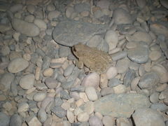 Bufotes turanensis