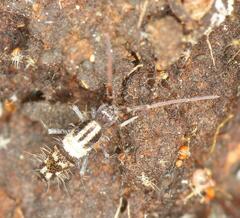 Entomobryoidea