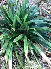 Agave karwinskii
