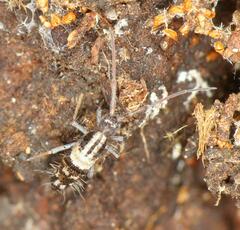 Entomobryoidea
