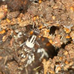 Entomobryoidea