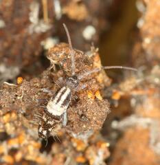 Entomobryoidea