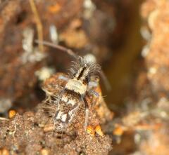 Entomobryoidea