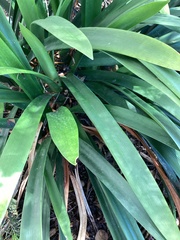 Agave karwinskii