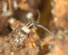 Entomobryoidea